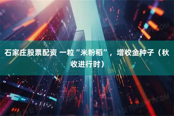 石家庄股票配资 一粒“米粉稻”，增收金种子（秋收进行时）